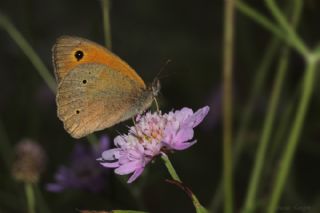 ayr Esmeri (Maniola jurtina)
