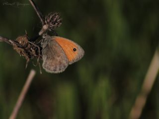 Kk Zpzp Perisi (Coenonympha pamphilus)