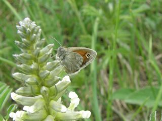 Kk Zpzp Perisi (Coenonympha pamphilus)