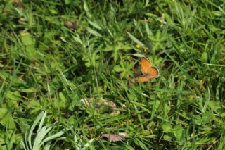 Kk Zpzp Perisi (Coenonympha pamphilus)