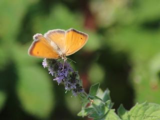 Kk Zpzp Perisi (Coenonympha pamphilus)