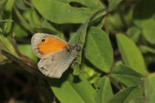 Kk Zpzp Perisi (Coenonympha pamphilus)