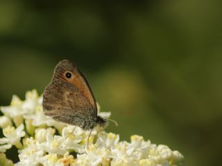 Kk Zpzp Perisi (Coenonympha pamphilus)