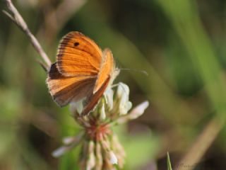 Kk Zpzp Perisi (Coenonympha pamphilus)