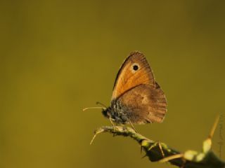 Kk Zpzp Perisi (Coenonympha pamphilus)