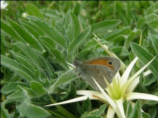 Kk Zpzp Perisi (Coenonympha pamphilus)