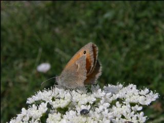 Kk Zpzp Perisi (Coenonympha pamphilus)
