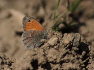 Kk Zpzp Perisi (Coenonympha pamphilus)