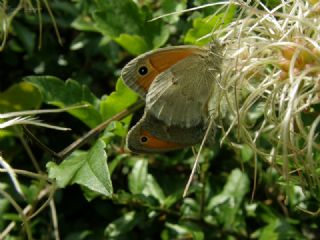 Kk Zpzp Perisi (Coenonympha pamphilus)