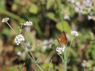 Kk Zpzp Perisi (Coenonympha pamphilus)