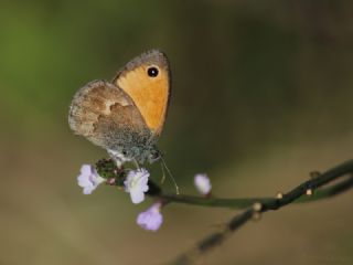 Kk Zpzp Perisi (Coenonympha pamphilus)