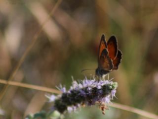 Kk Zpzp Perisi (Coenonympha pamphilus)