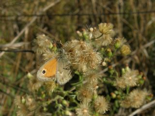 Kk Zpzp Perisi (Coenonympha pamphilus)