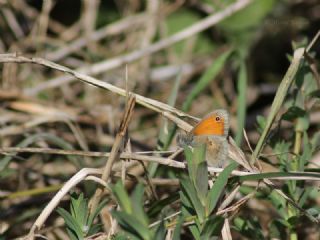 Kk Zpzp Perisi (Coenonympha pamphilus)