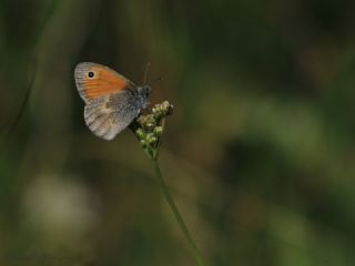 Kk Zpzp Perisi (Coenonympha pamphilus)