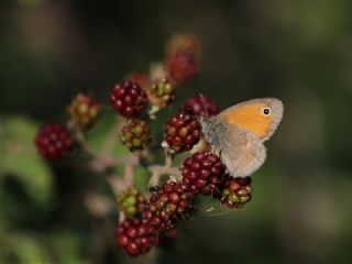 Kk Zpzp Perisi (Coenonympha pamphilus)