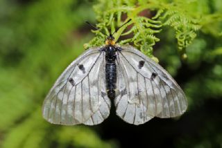 Dumanl Apollo (Parnassius mnemosyne)