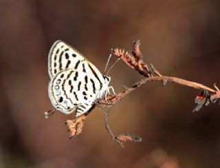 Balkan Kaplan (Tarucus balkanicus)