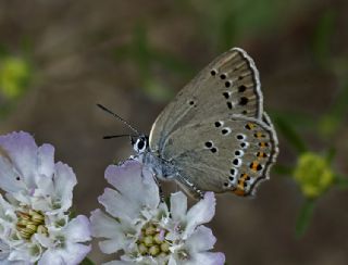 Kk Benekli Sevbeni (Satyrium ledereri )