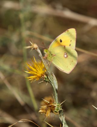 Sar Azamet (Colias croceus)