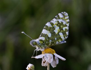 Da Oykls (Euchloe ausonia)