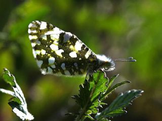 Da Oykls (Euchloe ausonia)