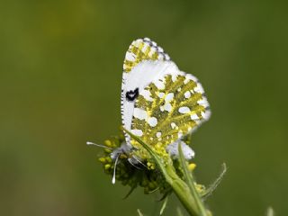 Da Oykls (Euchloe ausonia)