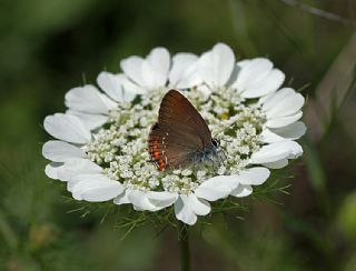 Byk Sevbeni (Satyrium ilicis)