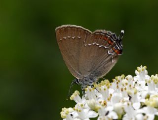Byk Sevbeni (Satyrium ilicis)