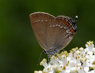 Byk Sevbeni (Satyrium ilicis)