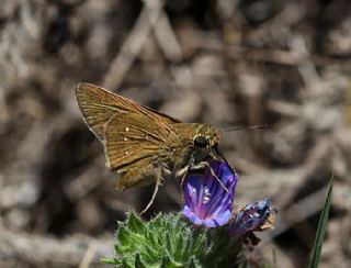 Beyaz illi Kara Zpzp (Pelopidas  thrax)