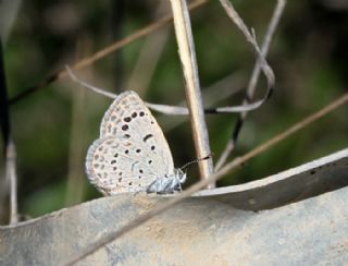 Karsandra (Zizeeria karsandra)