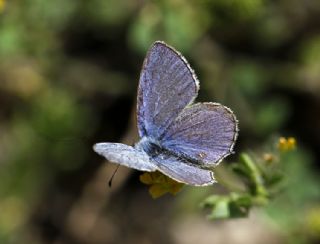 Fransz Everesi (Cupido alcetas)