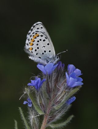 Himalaya Mavisi&nbsp;(Pseudophilotes&nbsp;vicrama)