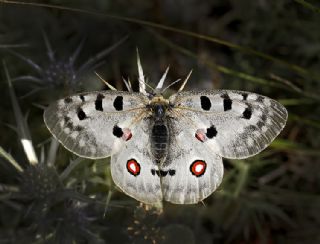 Apollo (Parnassius apollo)
