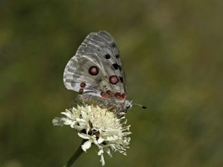 Apollo (Parnassius apollo)