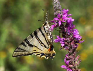 Erik Krlangkuyruk (Iphiclides podalirius)