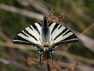 Erik Krlangkuyruk (Iphiclides podalirius)
