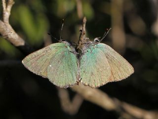 Zmrt (Callophrys rubi)
