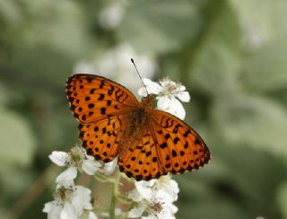 Brtlen Brentisi (Brenthis daphne)