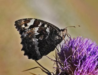 Kara Murat (Brintesia  circe)