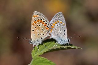 okgzl Meneke Mavisi (Polyommatus thersites)