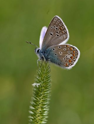 okgzl Meneke Mavisi (Polyommatus thersites)
