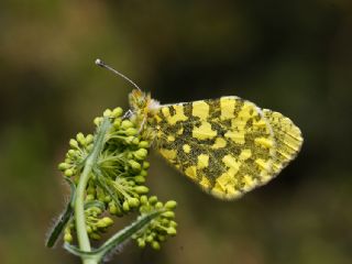 Ssl Damone (Anthocharis damone)