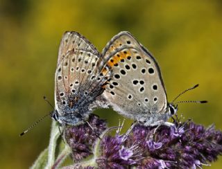 Ate Bakr Gzeli (Lycaena candens)