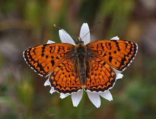 Trkistan parhan (Melitaea arduinna)