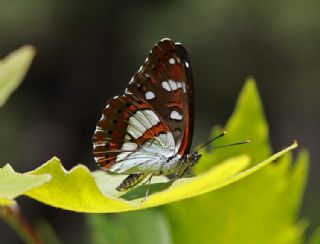 Akdeniz Hanmeli Kelebei (Limenitis reducta)