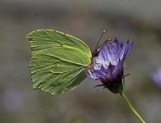 Anadolu Orakkanad (Gonepteryx farinosa)