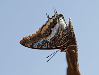 ift Kuyruklu Paa (Charaxes jasius )