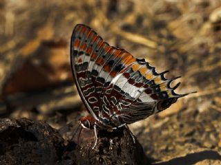 ift Kuyruklu Paa (Charaxes jasius )